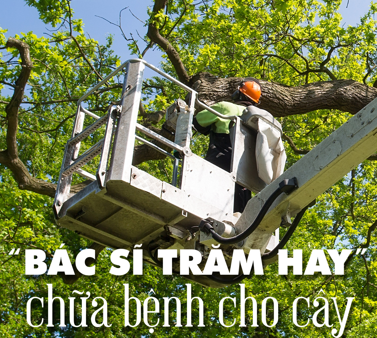 Cây xanh đô thị - “đọc vị” tương lai - Ảnh 18.
