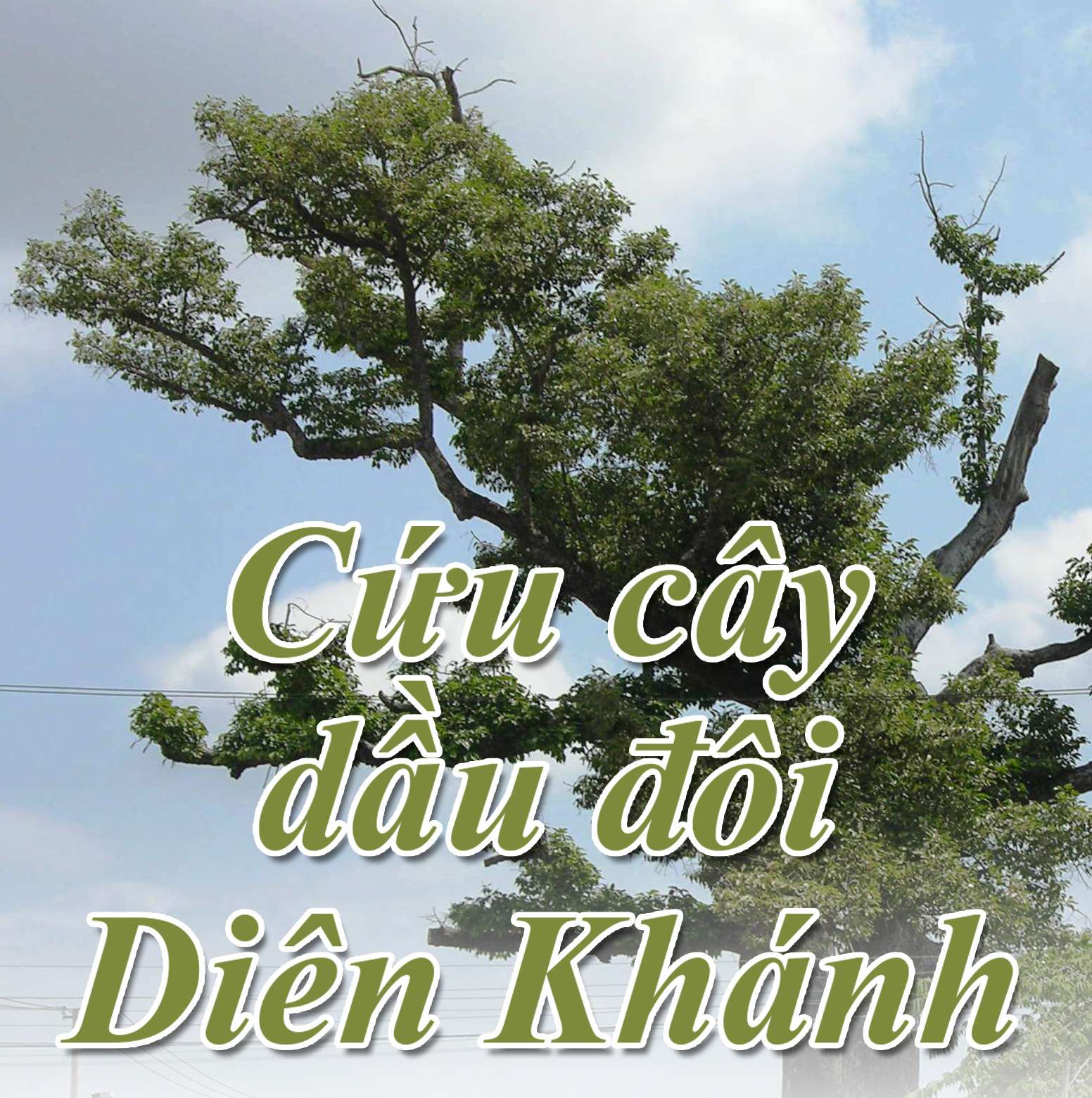 Cây xanh đô thị - “đọc vị” tương lai - Ảnh 32.