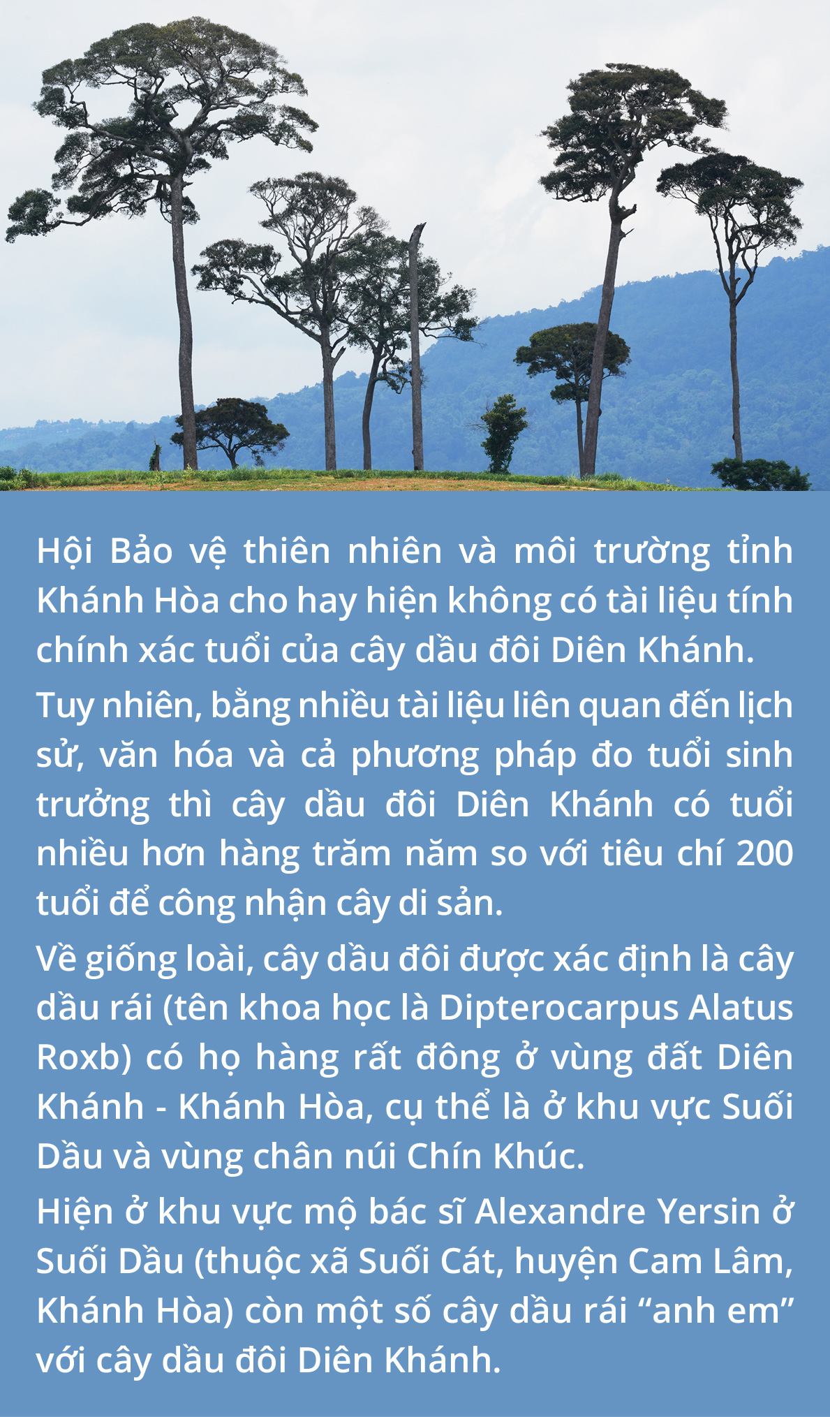 Cây xanh đô thị - “đọc vị” tương lai - Ảnh 36.