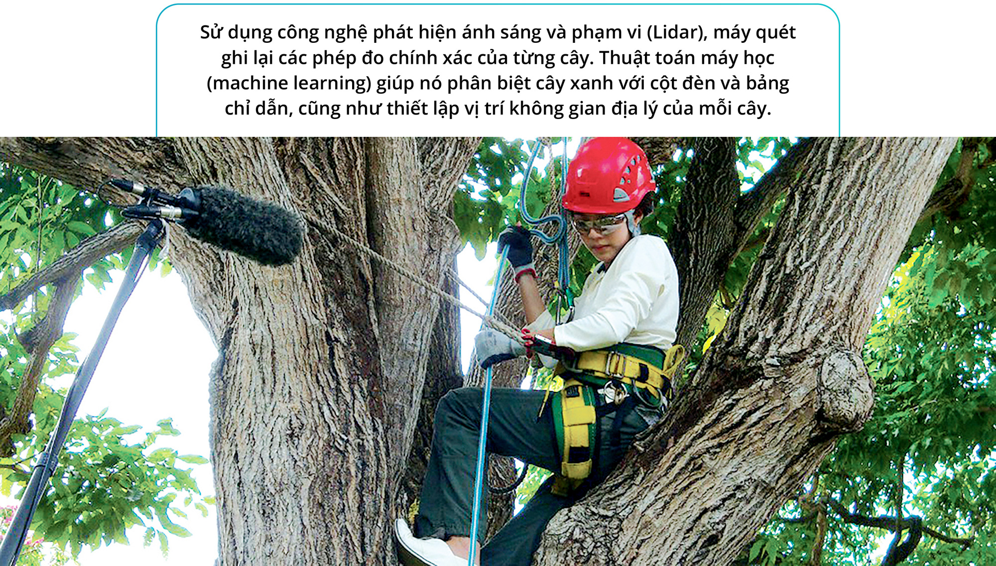 Cây xanh đô thị - “đọc vị” tương lai - Ảnh 25.