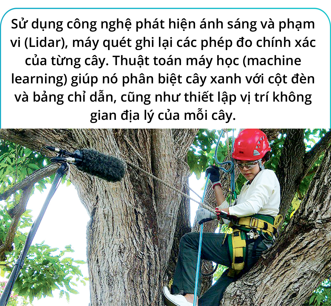 Cây xanh đô thị - “đọc vị” tương lai - Ảnh 25.