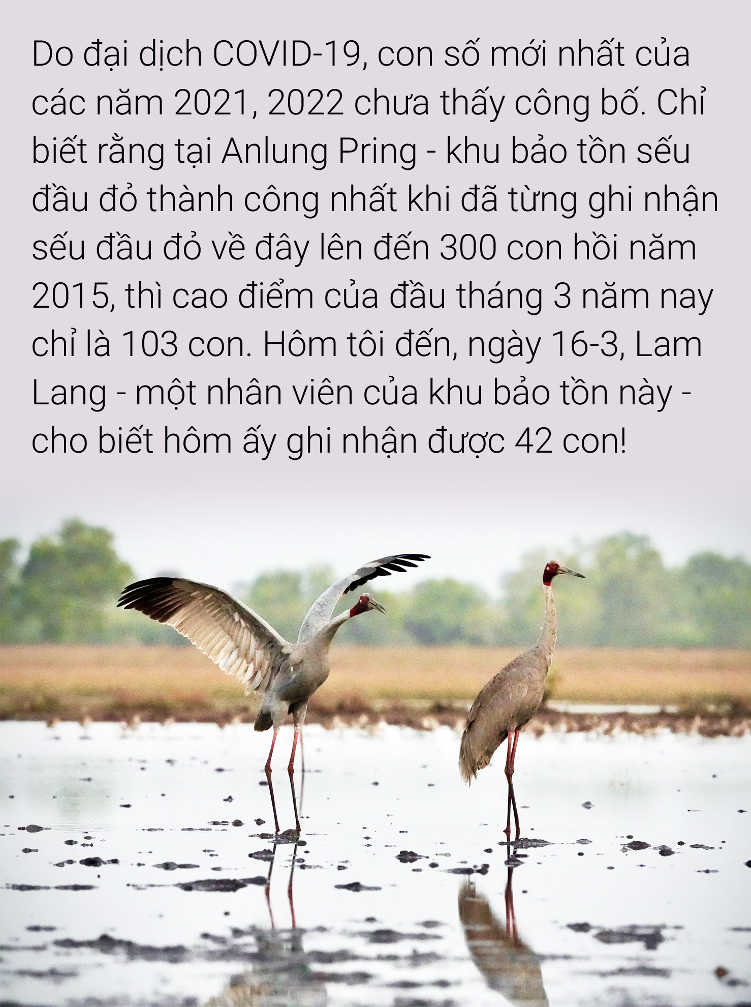 Qua biên giới, chụp ảnh sếu đầu đỏ - Ảnh 3.