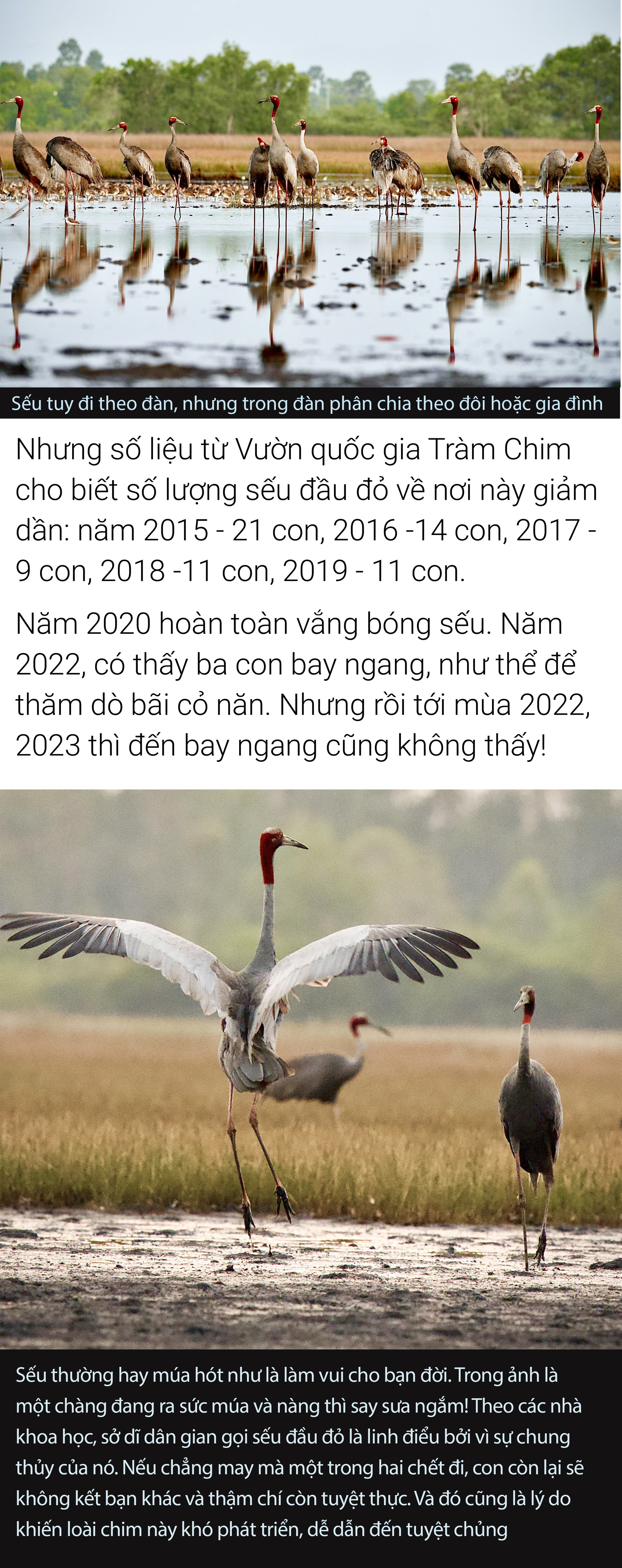 Qua biên giới, chụp ảnh sếu đầu đỏ - Ảnh 5.