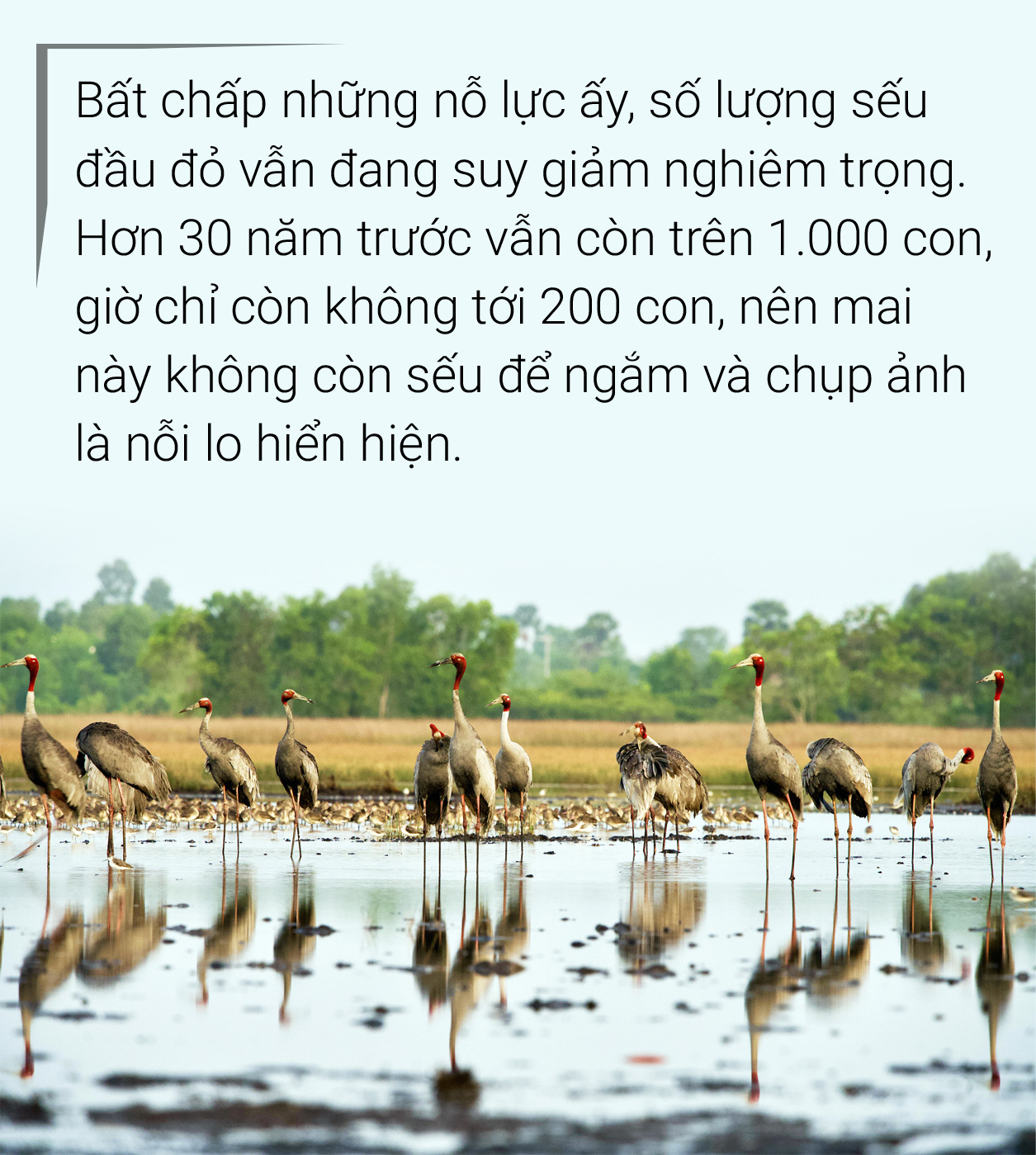 Qua biên giới, chụp ảnh sếu đầu đỏ - Ảnh 9.