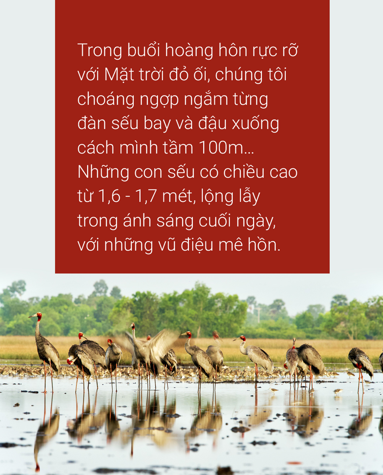 Qua biên giới, chụp ảnh sếu đầu đỏ - Ảnh 11.