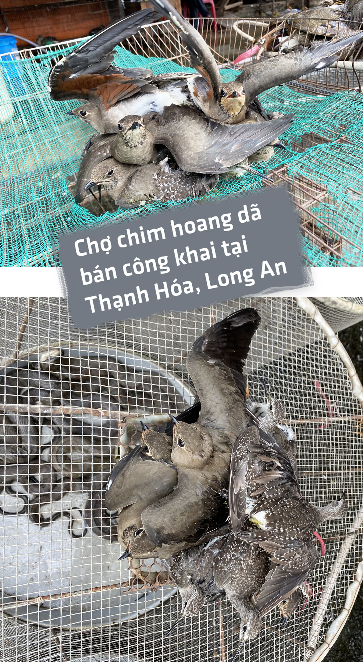 Tròn một năm cuộc chiến cứu chim hoang dã - Ảnh 7.