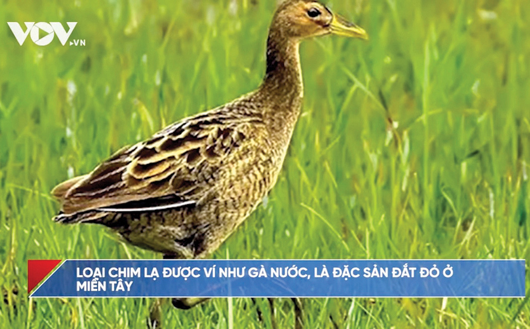 Tròn một năm cuộc chiến cứu chim hoang dã - Ảnh 9.