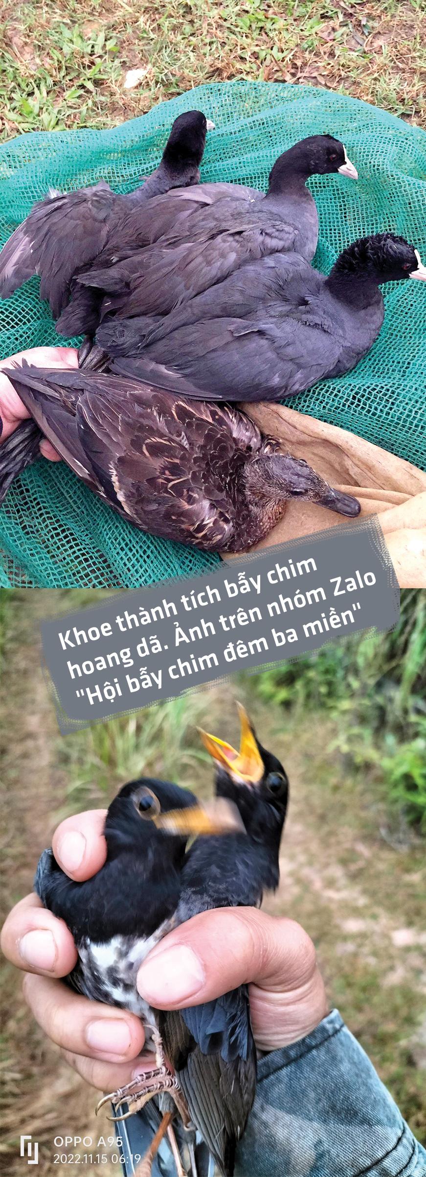 Tròn một năm cuộc chiến cứu chim hoang dã - Ảnh 8.