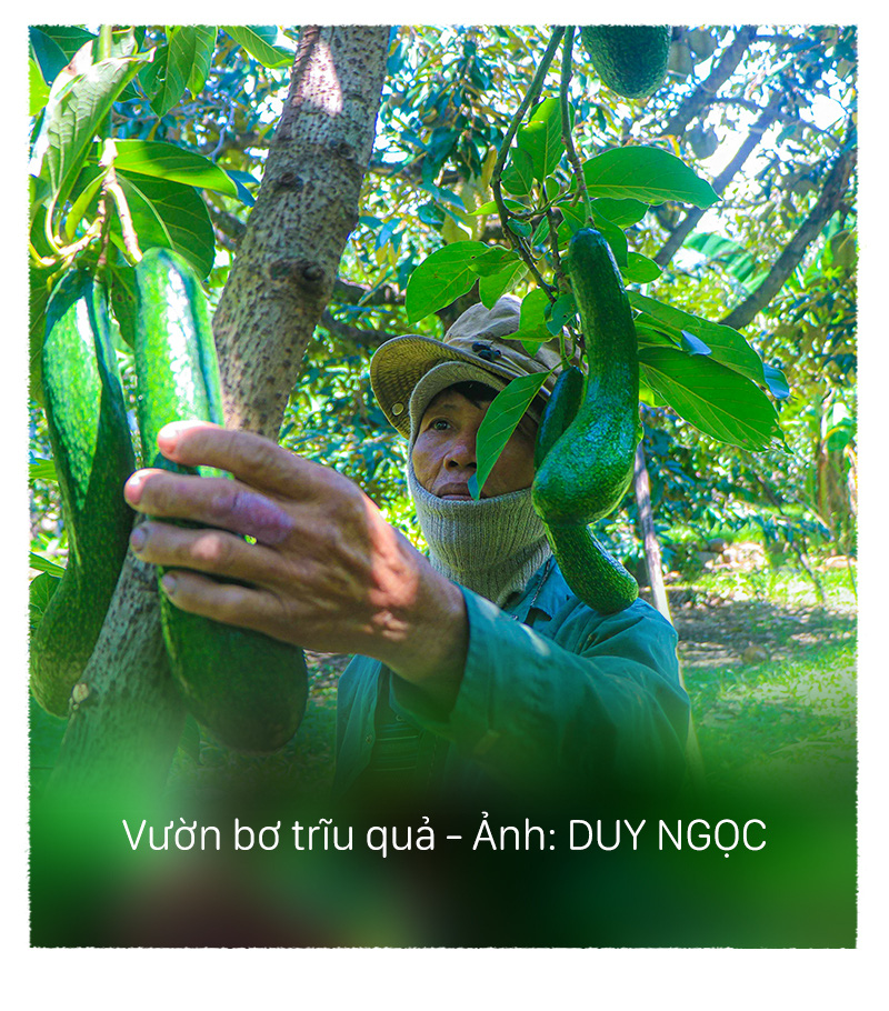 Mê mẩn những vườn trái cây trĩu quả dưới chân đèo Sông Pha - Ảnh 2.