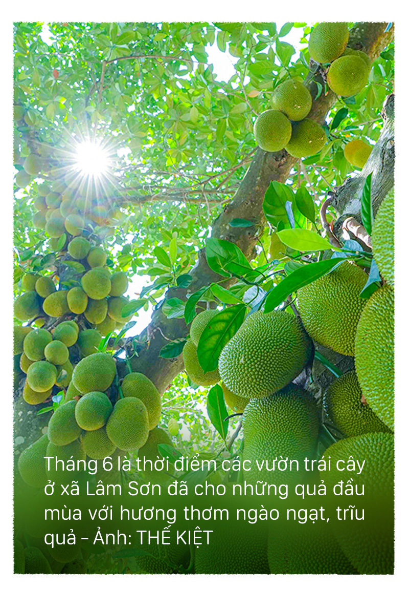 Mê mẩn những vườn trái cây trĩu quả dưới chân đèo Sông Pha - Ảnh 6.