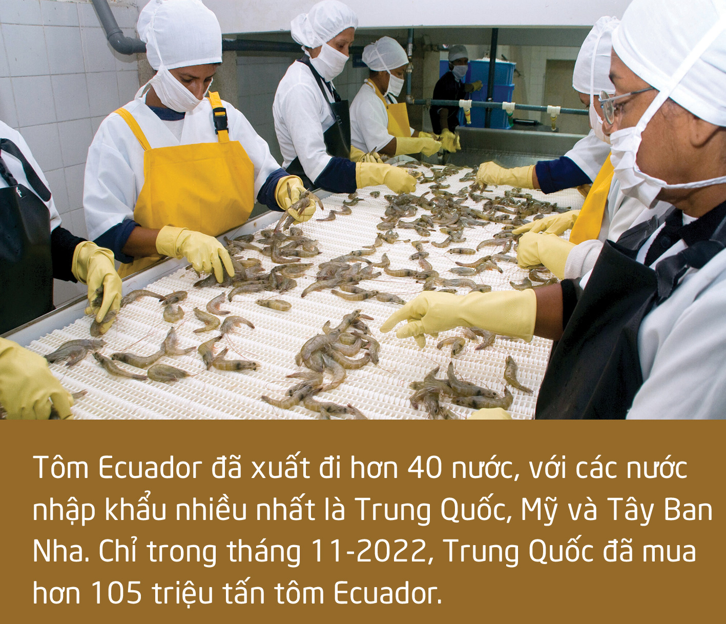 Chuyện gì đang xảy ra với con tôm Việt Nam? - Ảnh 16.