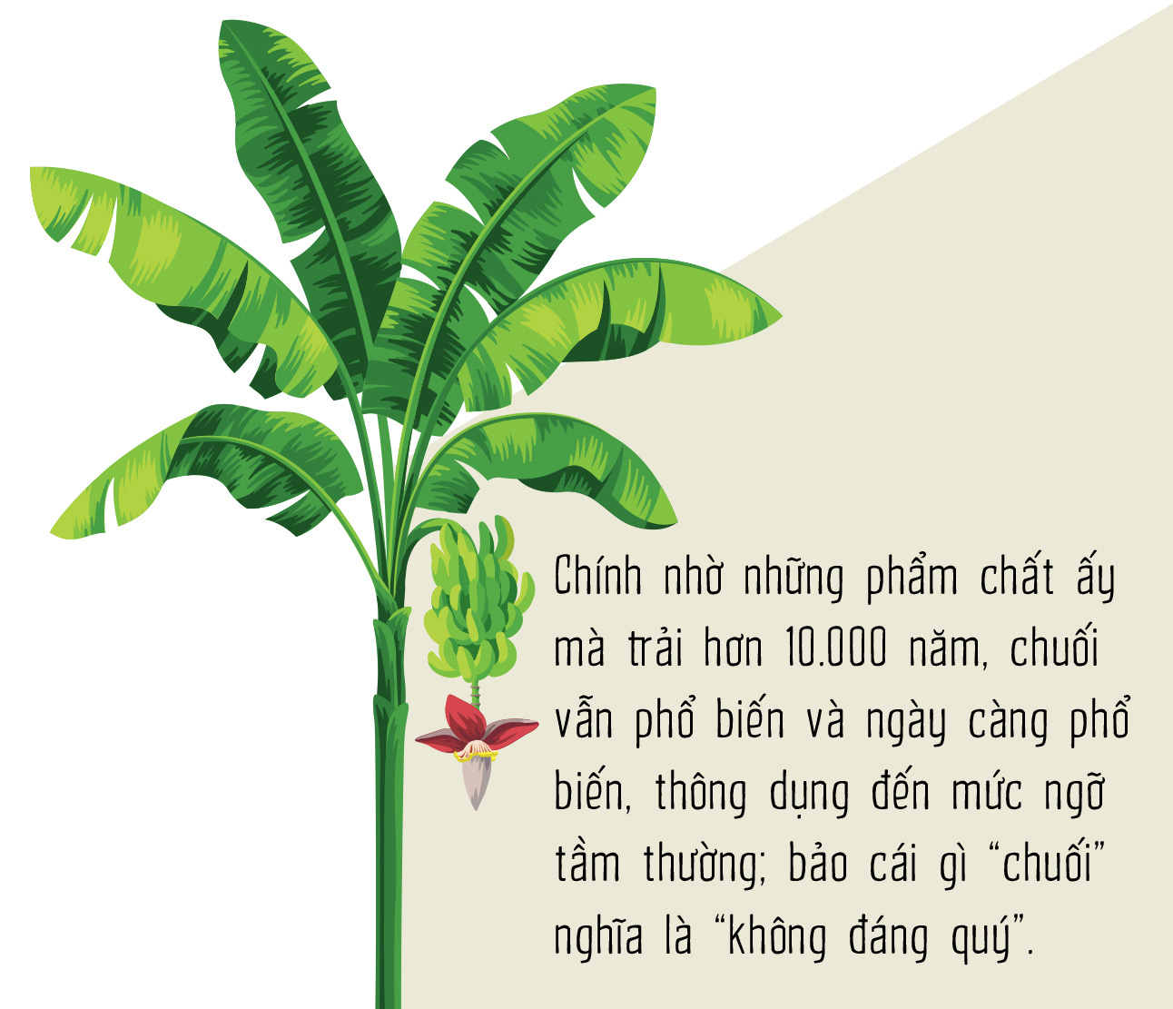 Chuối - Người khổng lồ khiêm tốn sau vườn nhà - Ảnh 7.