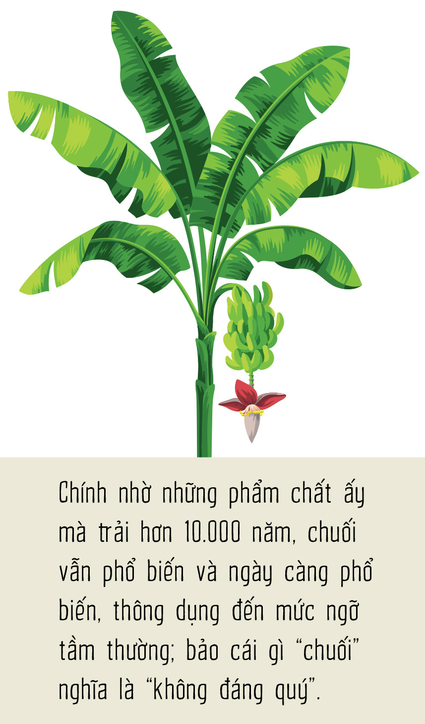 Chuối - Người khổng lồ khiêm tốn sau vườn nhà - Ảnh 7.