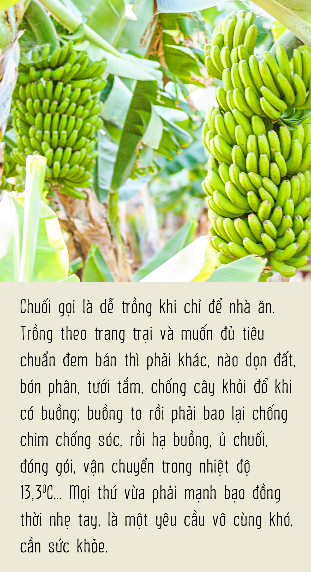 Chuối - Người khổng lồ khiêm tốn sau vườn nhà - Ảnh 11.