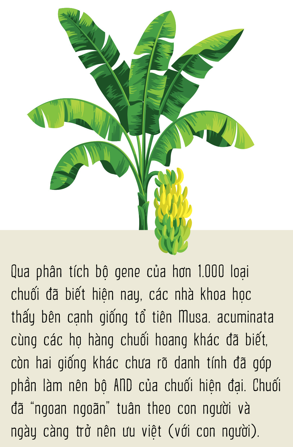 Chuối - Người khổng lồ khiêm tốn sau vườn nhà - Ảnh 14.