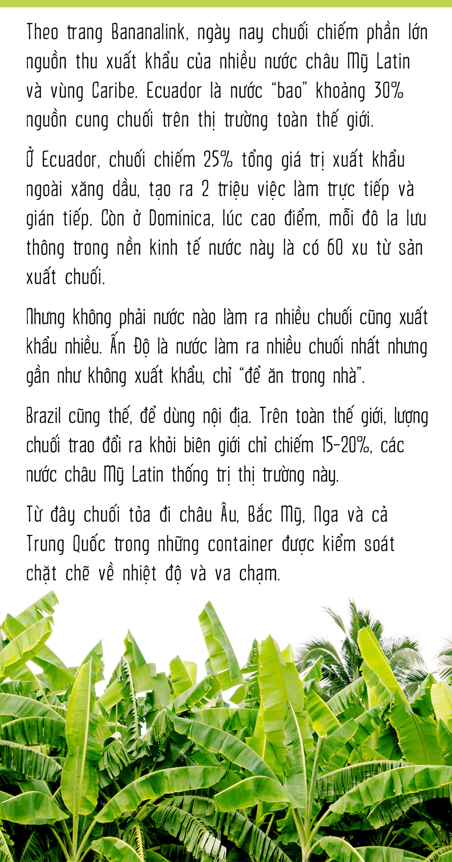 Chuối - Người khổng lồ khiêm tốn sau vườn nhà - Ảnh 16.