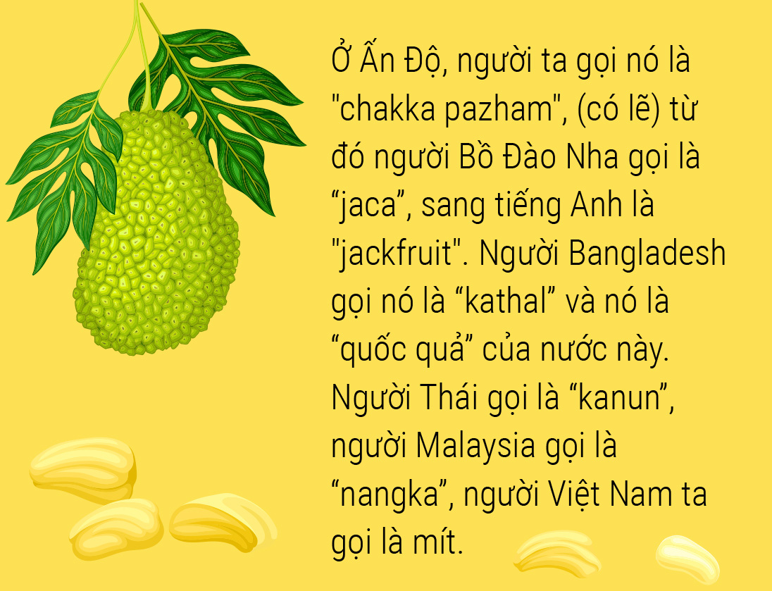 Một lịch sử thơm nức: Hãy yêu lấy mít và hạt mít - Ảnh 5.