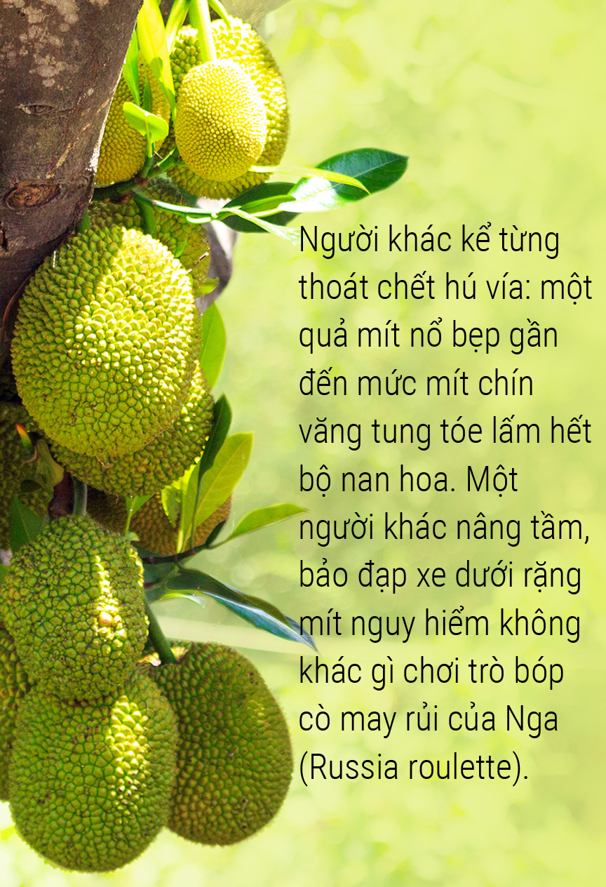 Một lịch sử thơm nức: Hãy yêu lấy mít và hạt mít - Ảnh 12.