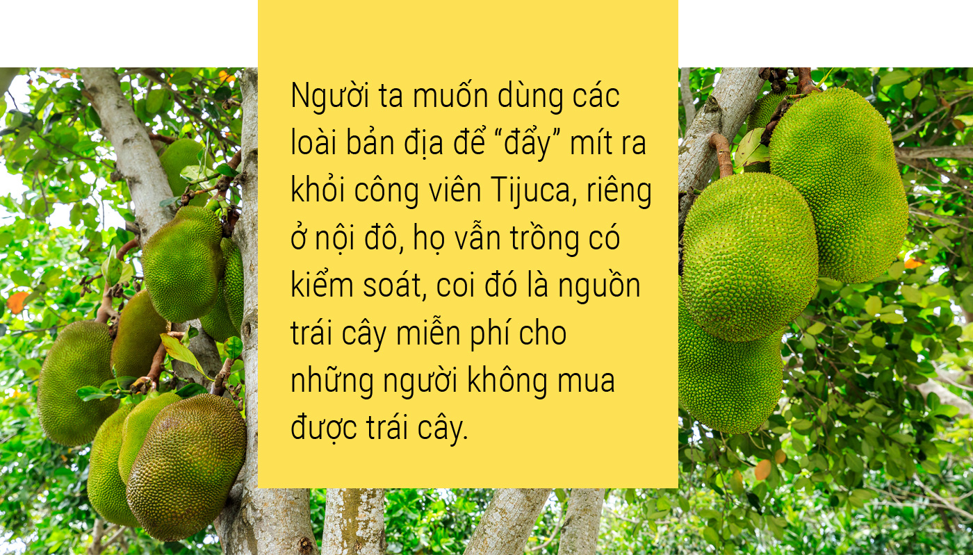 Một lịch sử thơm nức: Hãy yêu lấy mít và hạt mít - Ảnh 16.