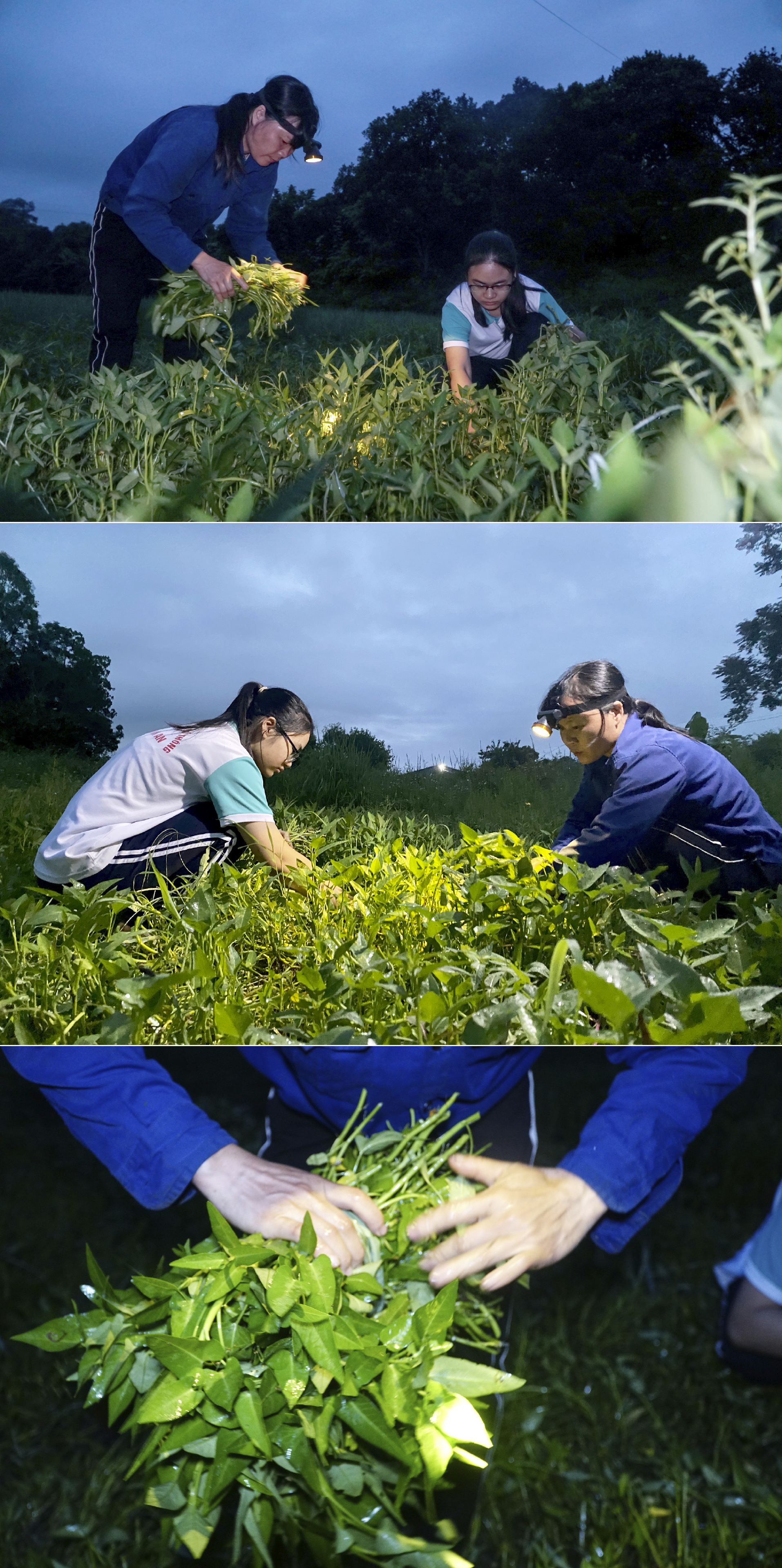 Từ mớ rau ‘hai ngàn’ của mẹ, Hải Nguyên vào đại học, hứa thành người tử tế - Ảnh 4.