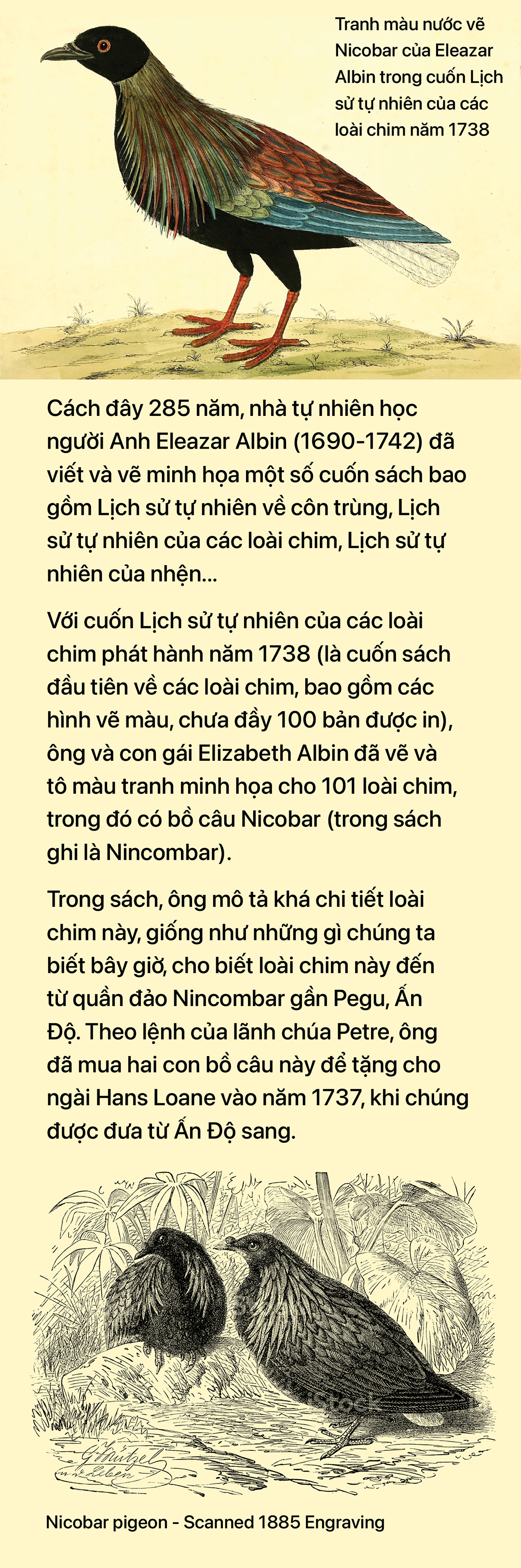 Cơn sốt săn ảnh bồ câu Nicobar ở Côn Đảo - Ảnh 5.