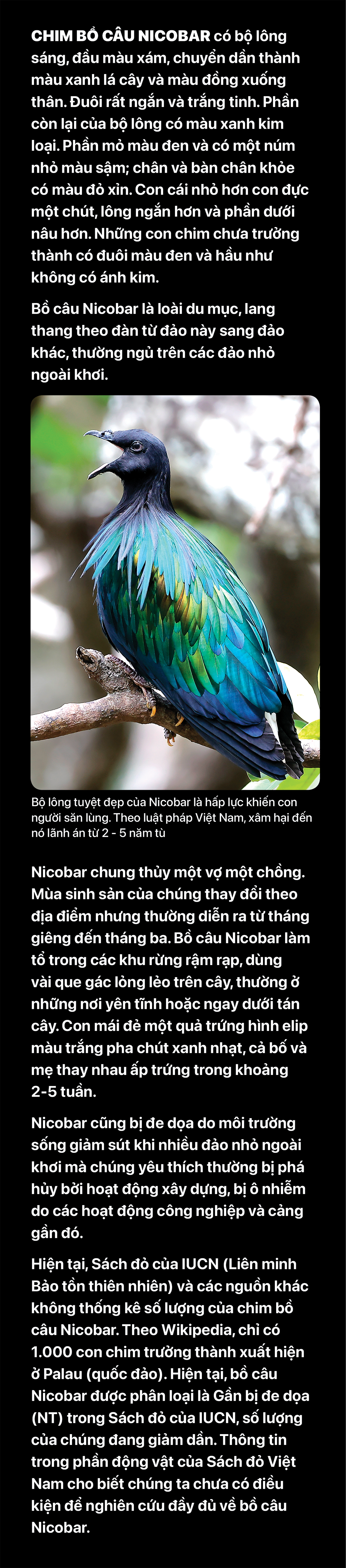 Cơn sốt săn ảnh bồ câu Nicobar ở Côn Đảo - Ảnh 11.