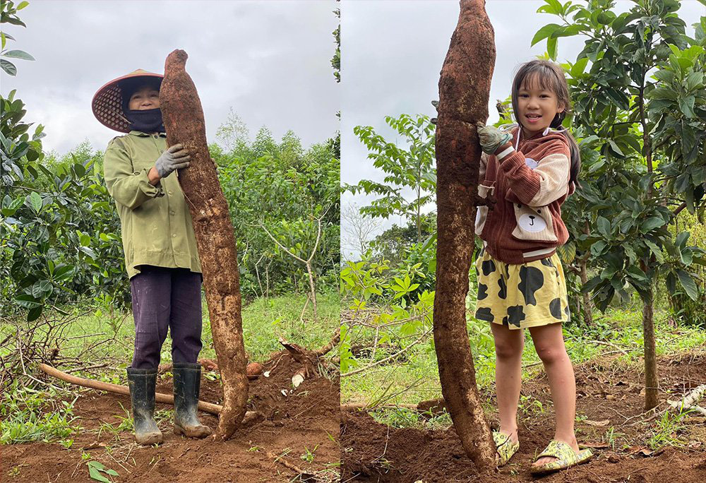 Củ sắn Củ sắn