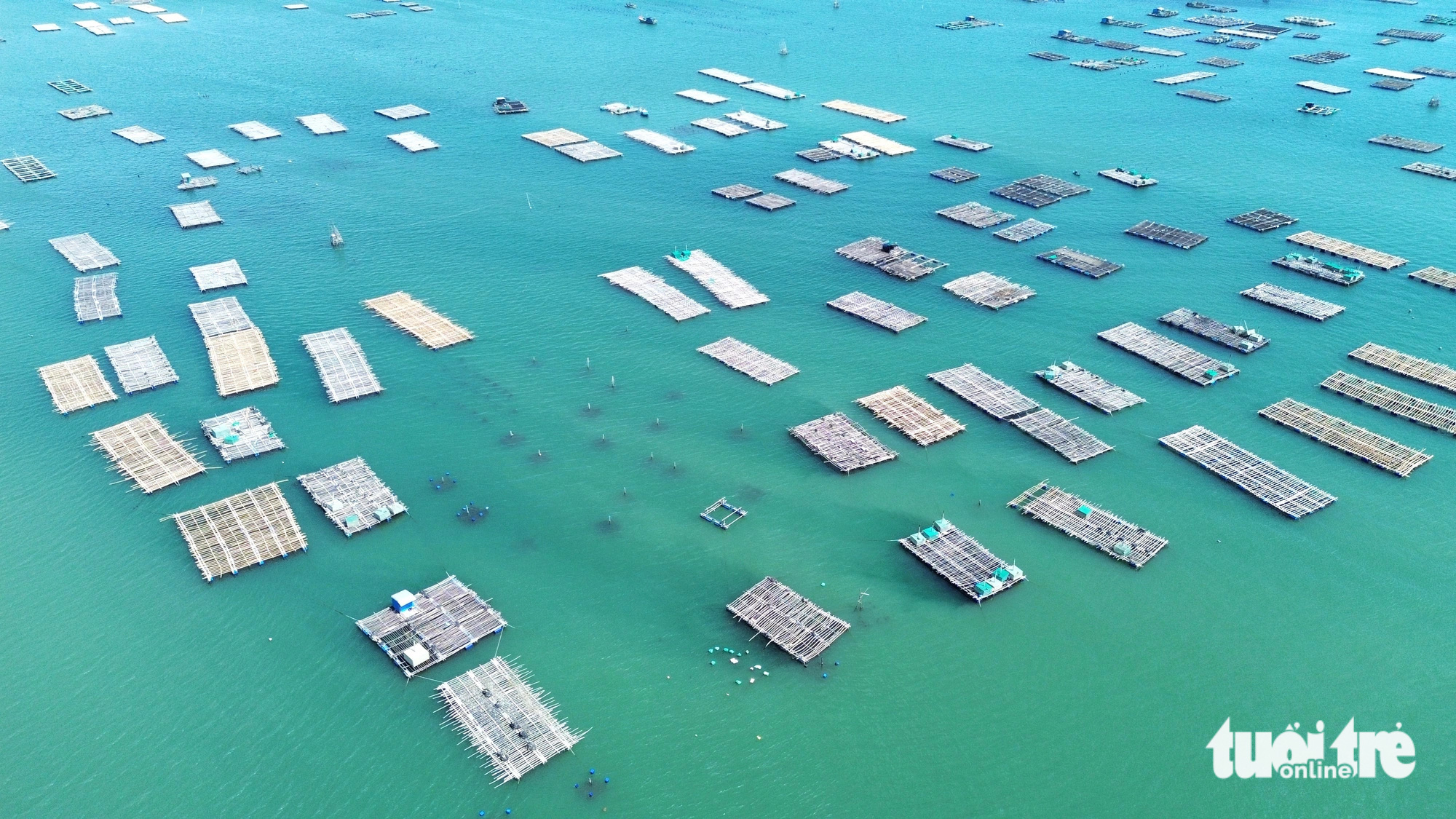 Người dân tự ý lấn chiếm mặt nước Đầm Cù Mông (khu vực xã Xuân Thịnh, thị xã Sông Cầu), thả bè nổi để nuôi hàu làm thức ăn cho tôm hùm - Ảnh: NGUYỄN HOÀNG Người dân tự ý lấn chiếm vùng mặt nước đầm Cù Mông (khu vực xã Xuân Thịnh, thị xã Sông Cầu) để thả bè nổi nuôi hàu làm thức ăn cho tôm hùm - Ảnh: NGUYỄN HOÀNG