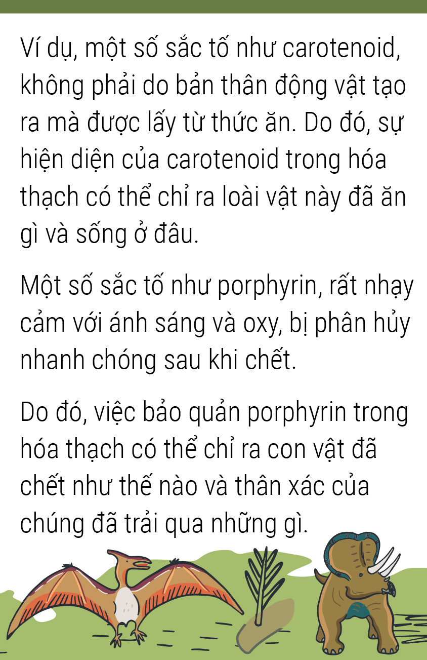 Bảng màu tiền sử có thêm gam nóng - Ảnh 9.
