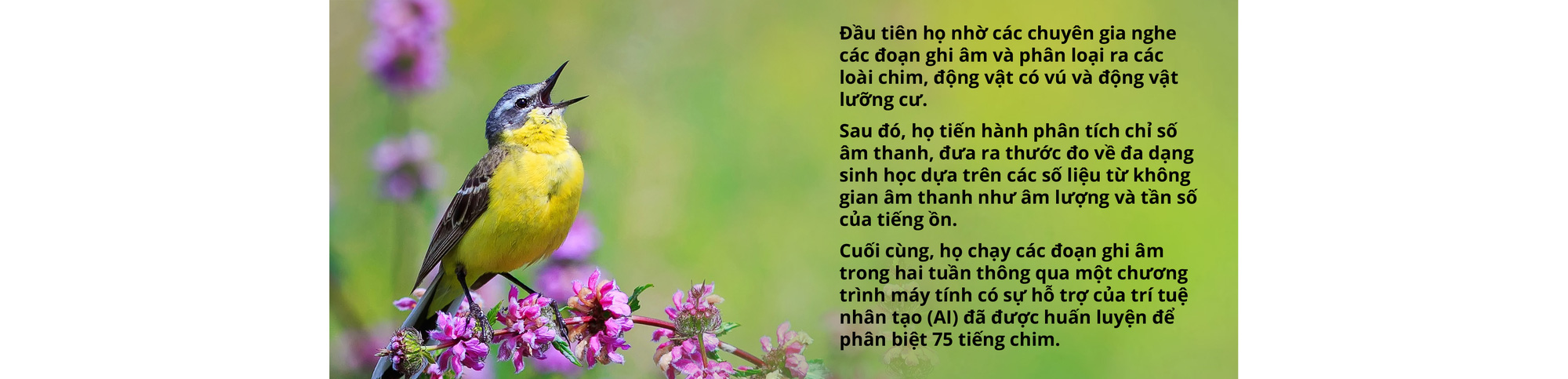 Một năm đi tìm thanh âm - Ảnh 11.