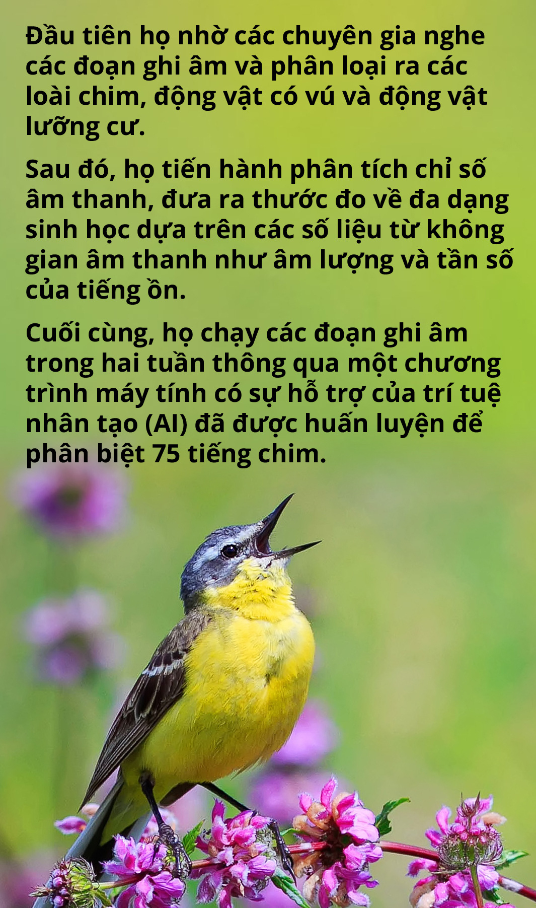 Một năm đi tìm thanh âm - Ảnh 11.