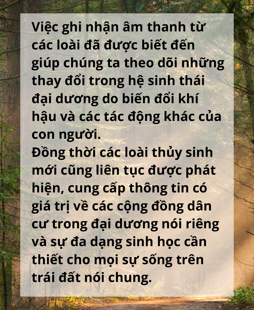 Một năm đi tìm thanh âm - Ảnh 8.