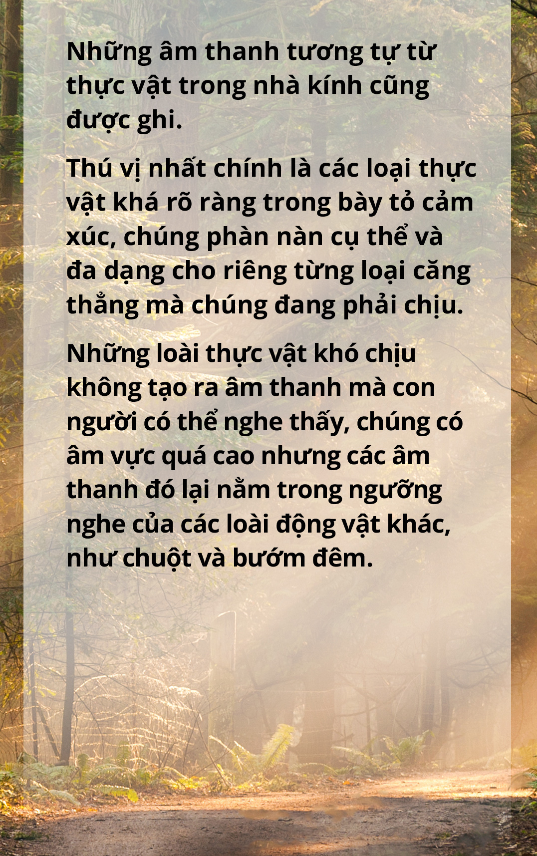 Một năm đi tìm thanh âm - Ảnh 9.