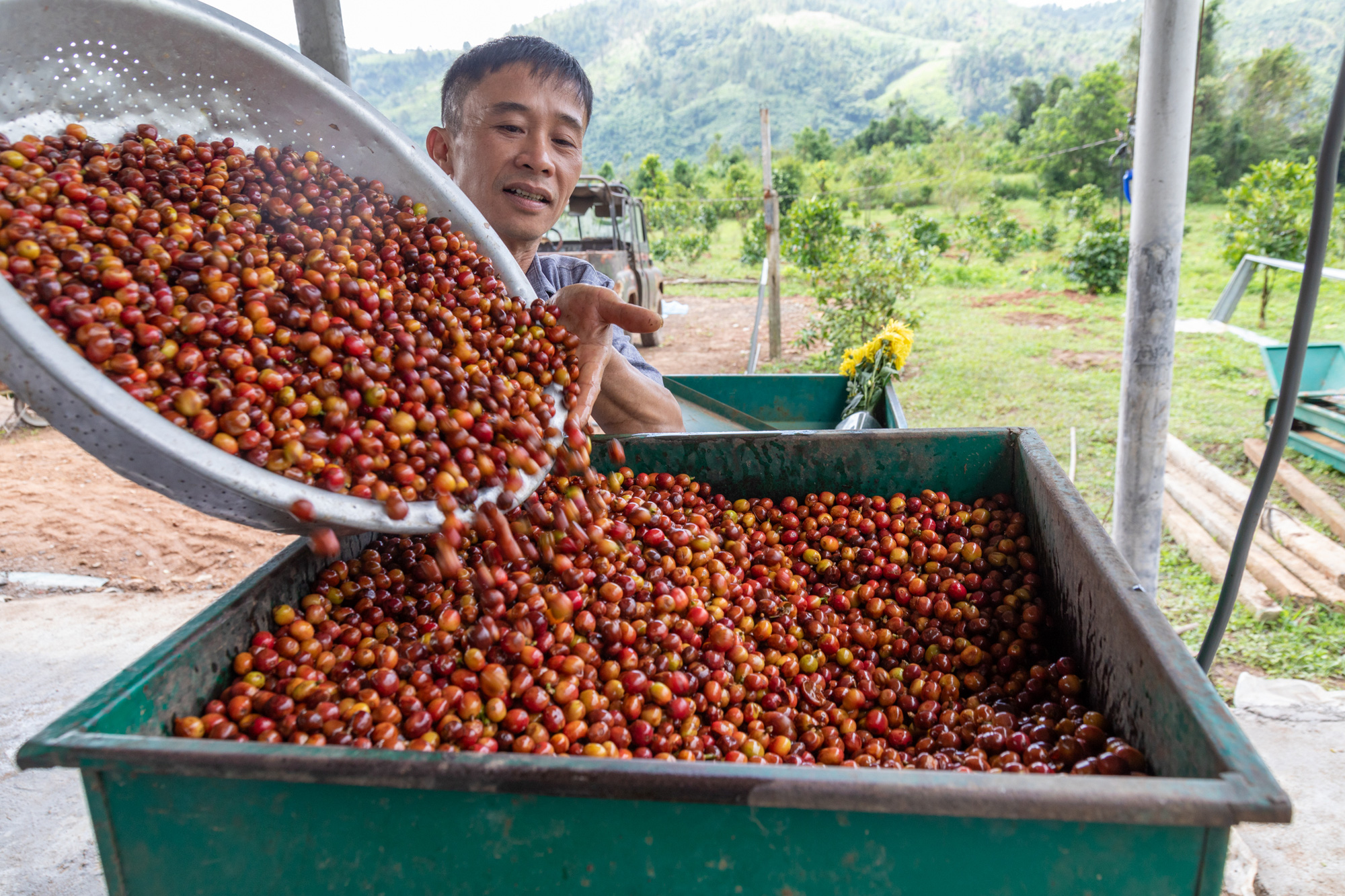 Trồng cà phê nông lâm, nông dân được hứa hẹn tăng 40% thu nhập - Ảnh 4.