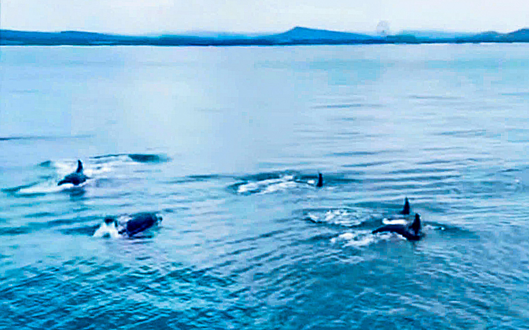 Đàn cá heo xuất hiện ở vùng biển Phú Quốc? - Ảnh 1. Đàn cá heo xuất hiện ở vùng biển Phú Quốc? - Ảnh 1.