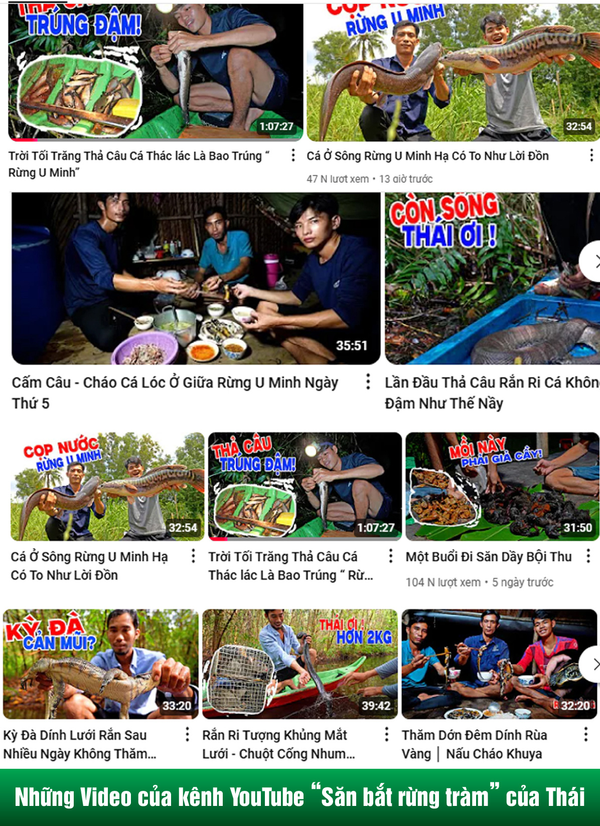 Những người thợ rừng hiện đại ở rừng U Minh - Ảnh 8.
