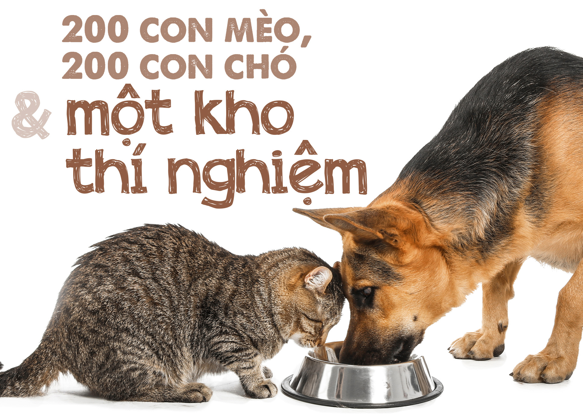 Thức ăn chó mèo: Một thành công khác của ngành tiếp thị - Ảnh 14.