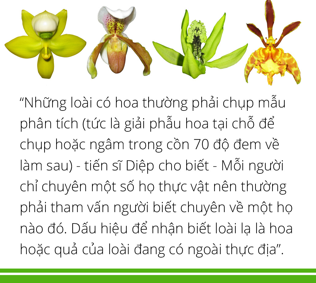 Hậu trường phát hiện, ghi danh loài thực vật mới - Ảnh 3.