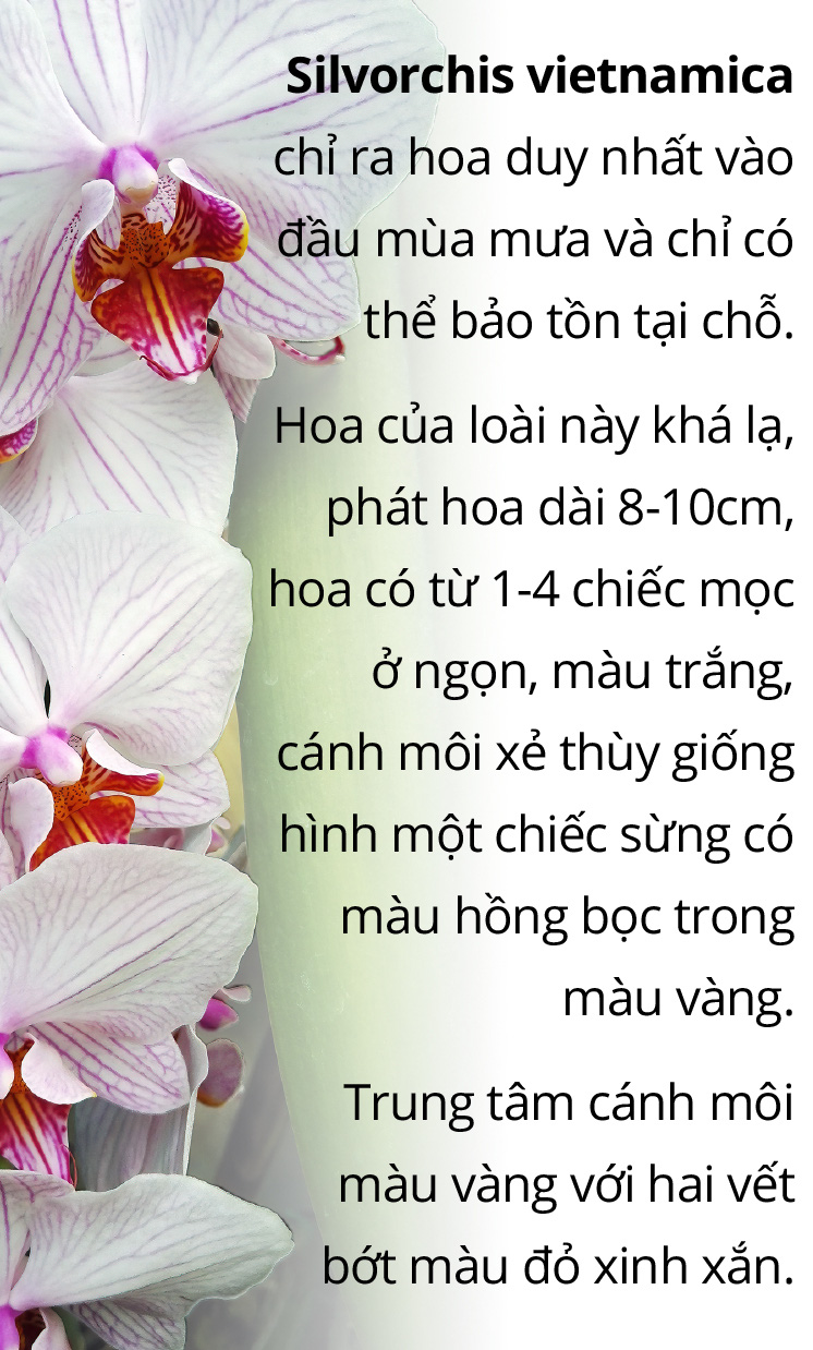 Hậu trường phát hiện, ghi danh loài thực vật mới - Ảnh 4.