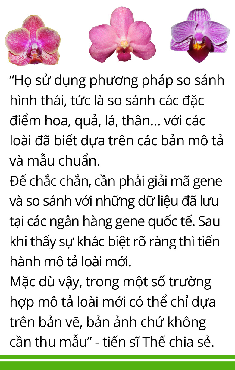 Hậu trường phát hiện, ghi danh loài thực vật mới - Ảnh 6.