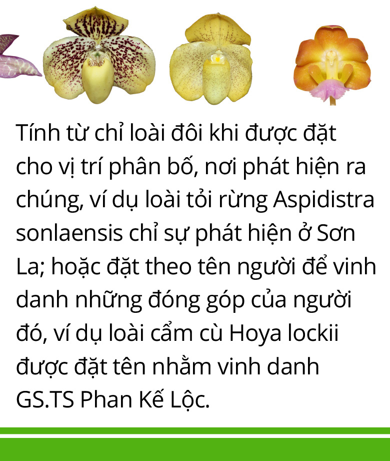 Hậu trường phát hiện, ghi danh loài thực vật mới - Ảnh 9.