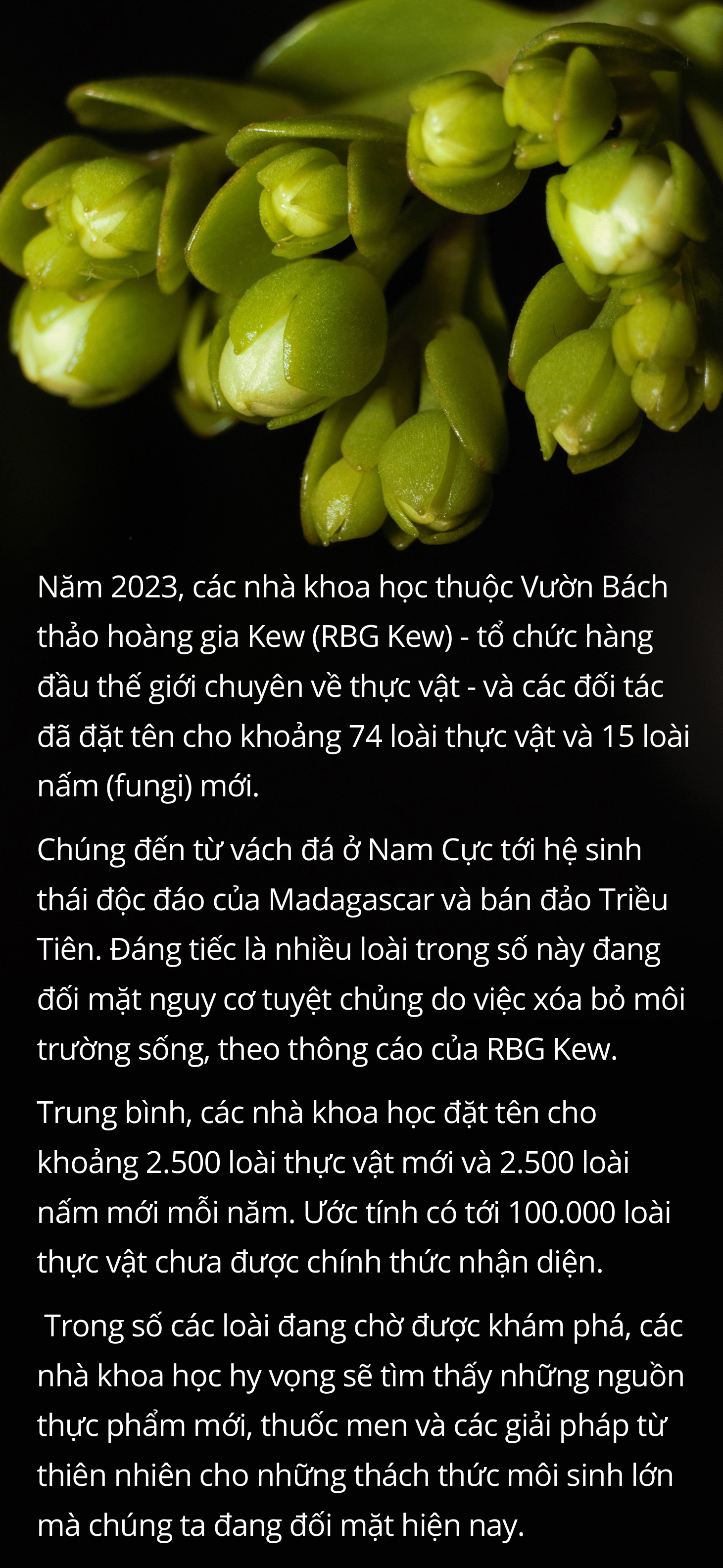 Hậu trường phát hiện, ghi danh loài thực vật mới - Ảnh 12.