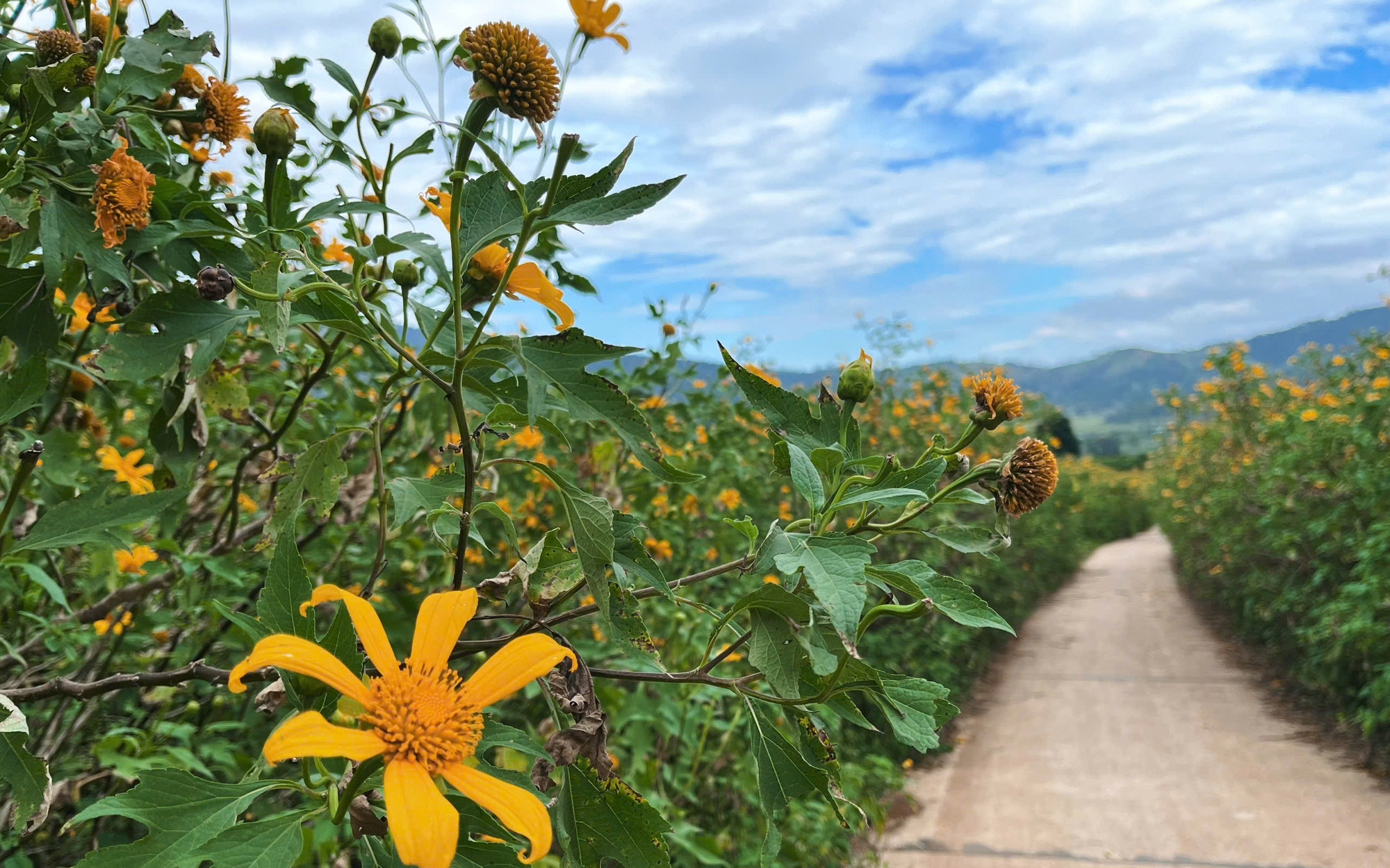 Gia Lai Countdown 2026 đón năm mới tại hai điểm cầu- Ảnh 2.