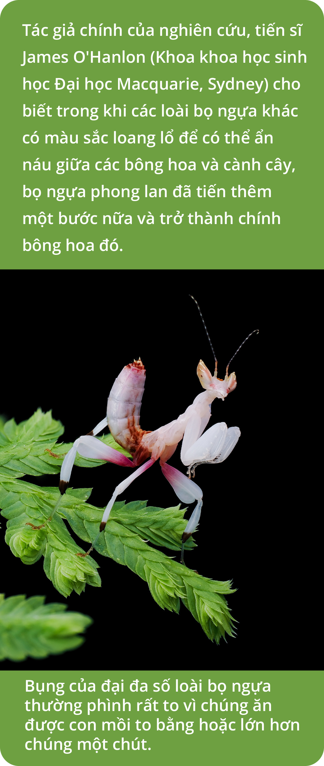 Bọ ngựa phong lan - là bóng hay là hình? - Ảnh 3.