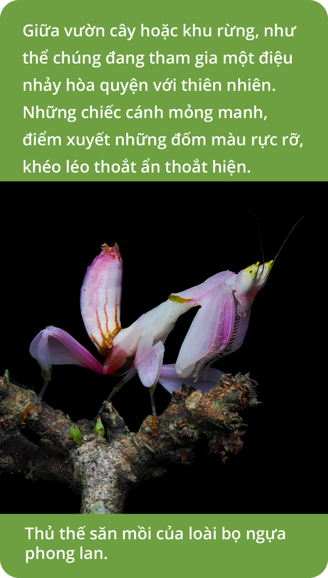 Bọ ngựa phong lan - là bóng hay là hình? - Ảnh 4.