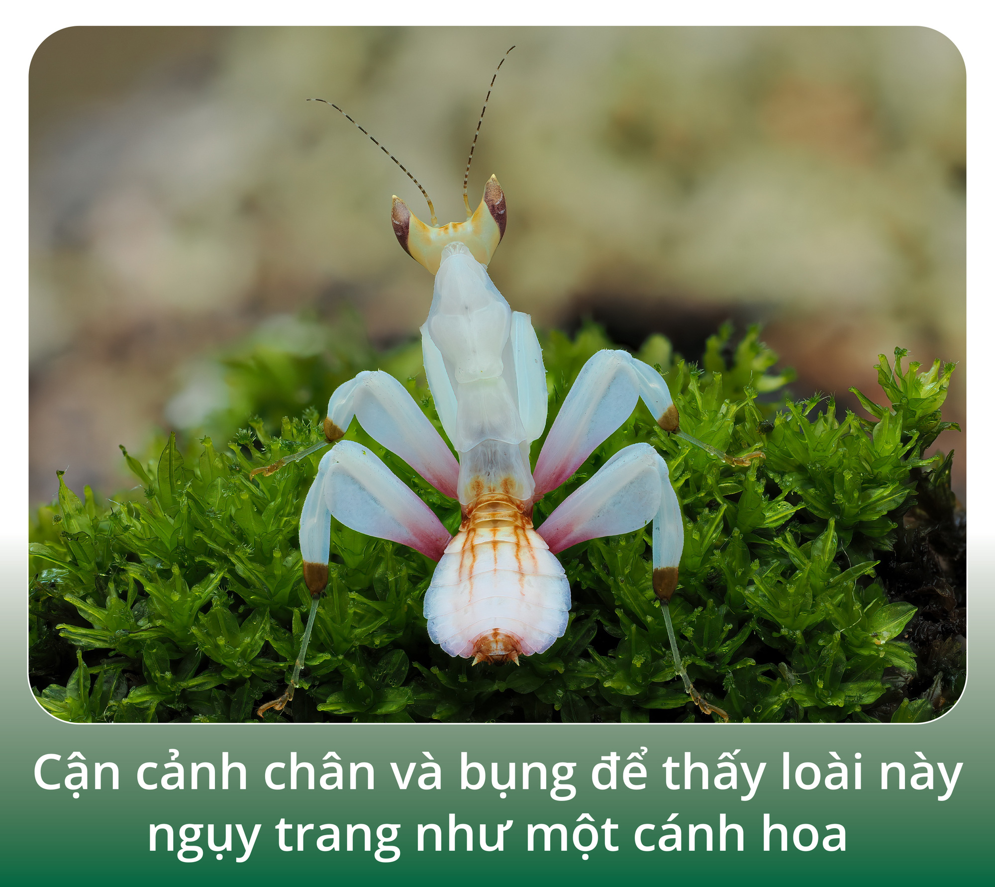 Bọ ngựa phong lan - là bóng hay là hình? - Ảnh 2.