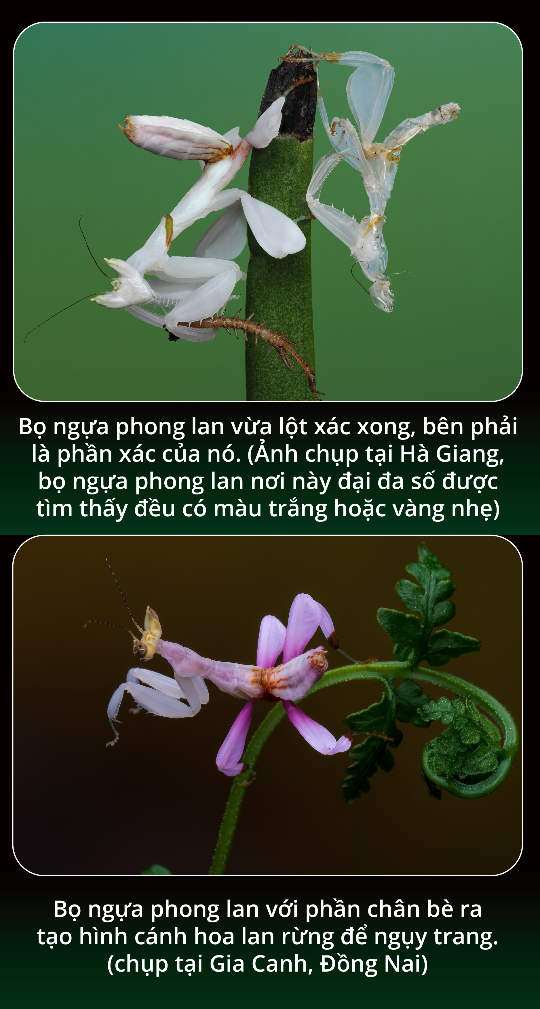 Bọ ngựa phong lan - là bóng hay là hình? - Ảnh 5.