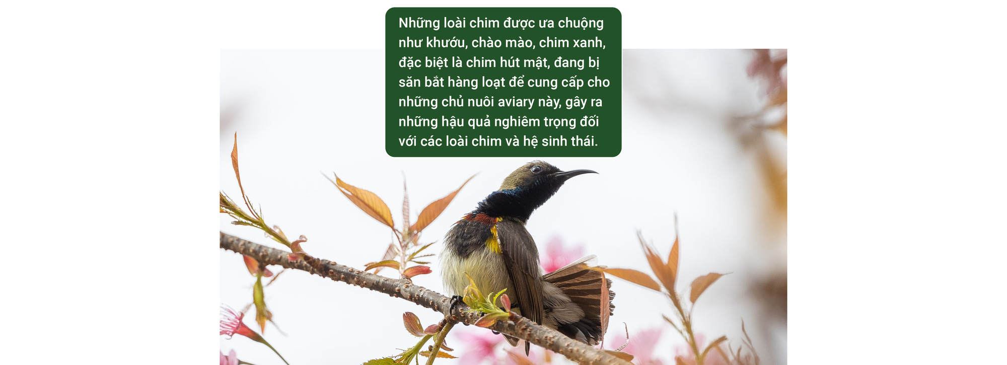 Trào lưu nuôi chim Aviary: Chính quyền ở đâu? - Ảnh 1.