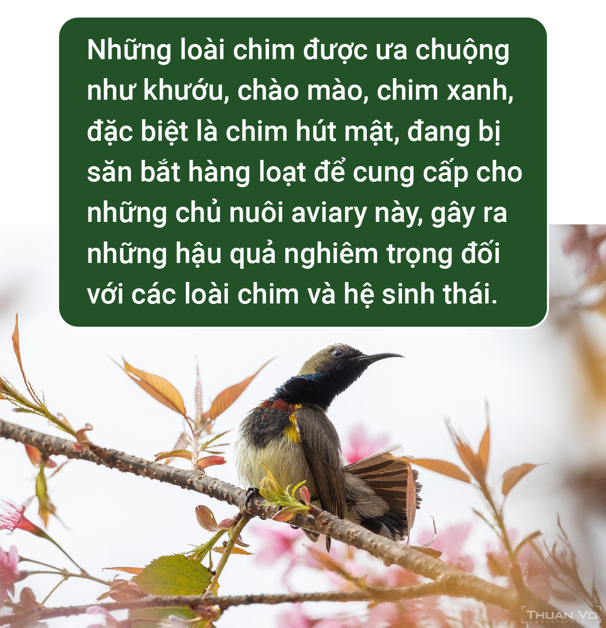 Trào lưu nuôi chim Aviary: Chính quyền ở đâu? - Ảnh 1.