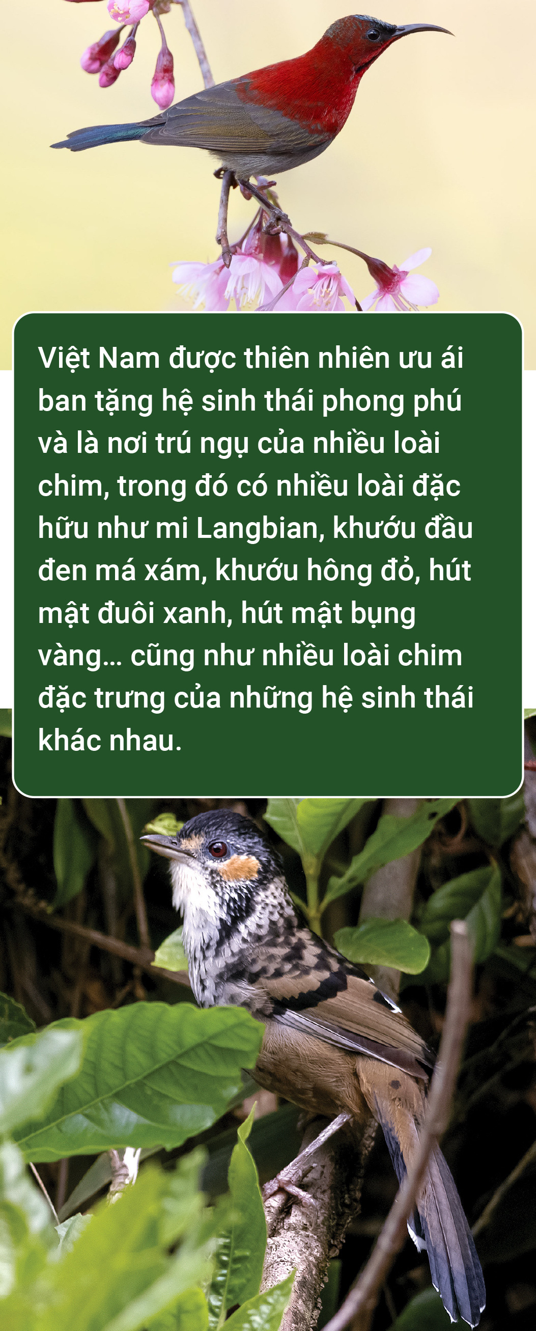 Trào lưu nuôi chim Aviary: Chính quyền ở đâu? - Ảnh 4.